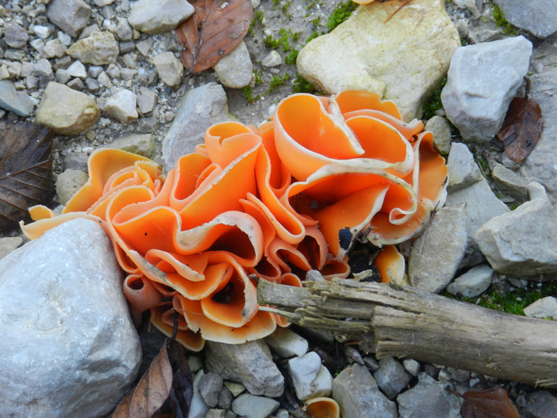 funghetti arancioni strani